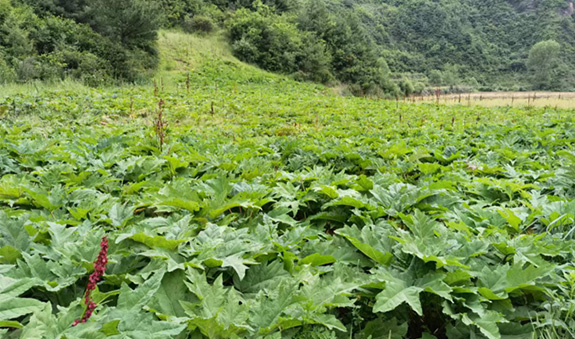 内部会员一码资料