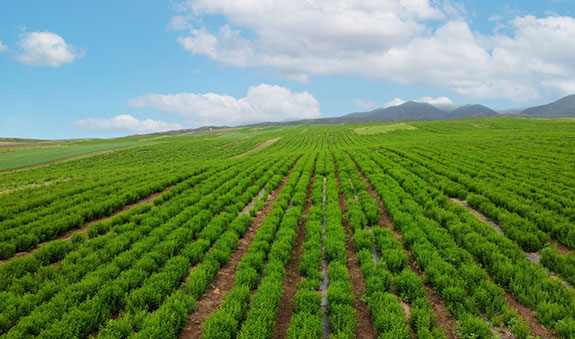内部会员一码资料