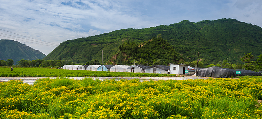 内部会员一码资料