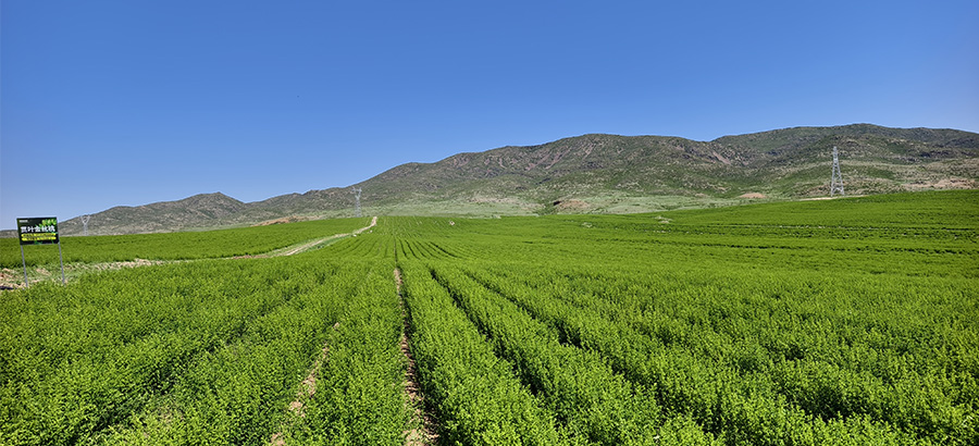 内部会员一码资料